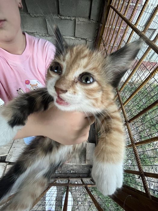 Отдам котят в добрые руки