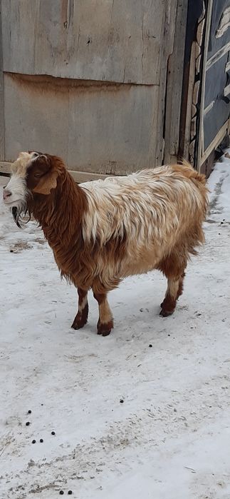 Буаз ешкілер, сауын ешкі сатылады