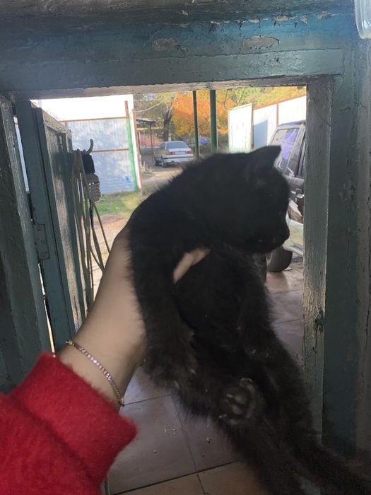 Отдам котят бесплатно