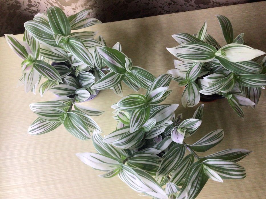 Традесканция Альбовитата