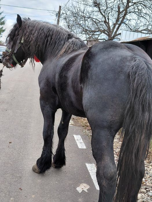 Vând mânz face 3 ani în mai