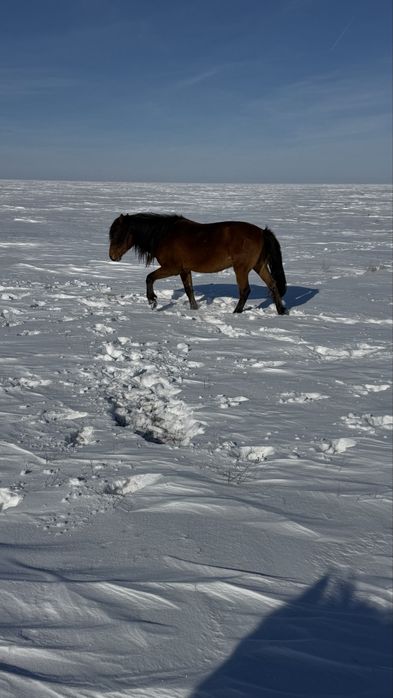 Белді жабы айғыр сатылады