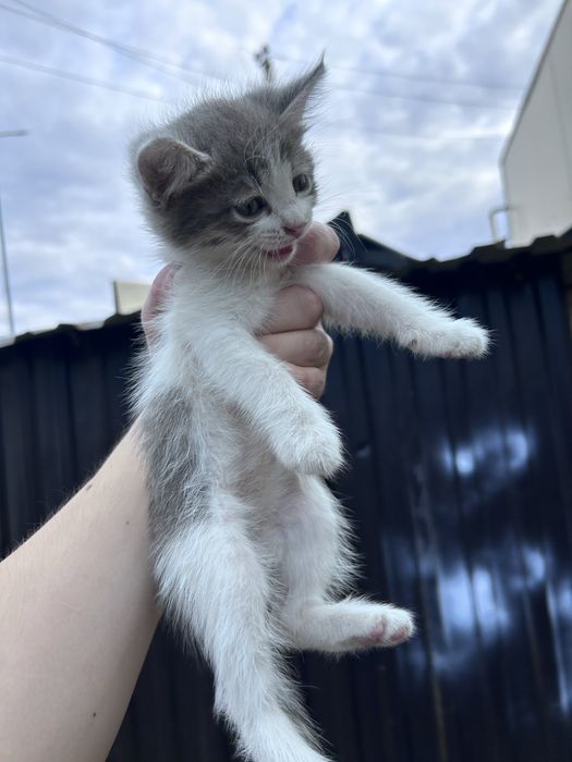 Отдам котят в добрые руки