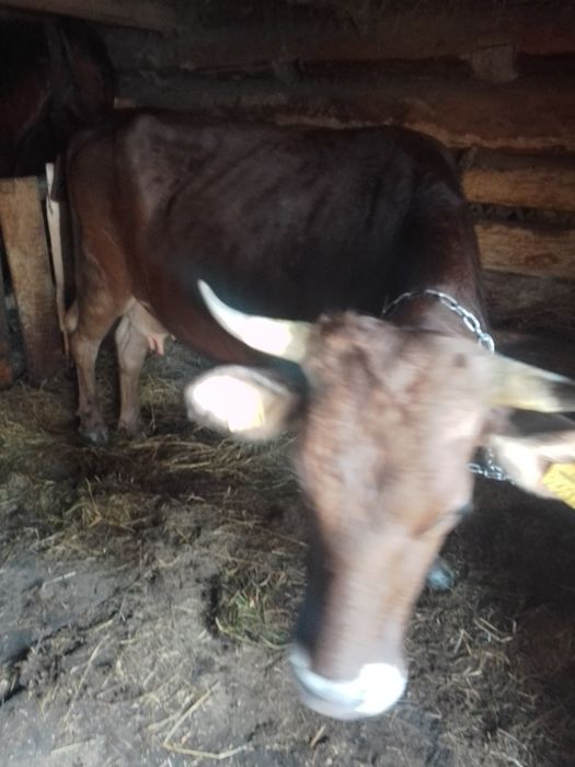 Vaca bruna de vinzare