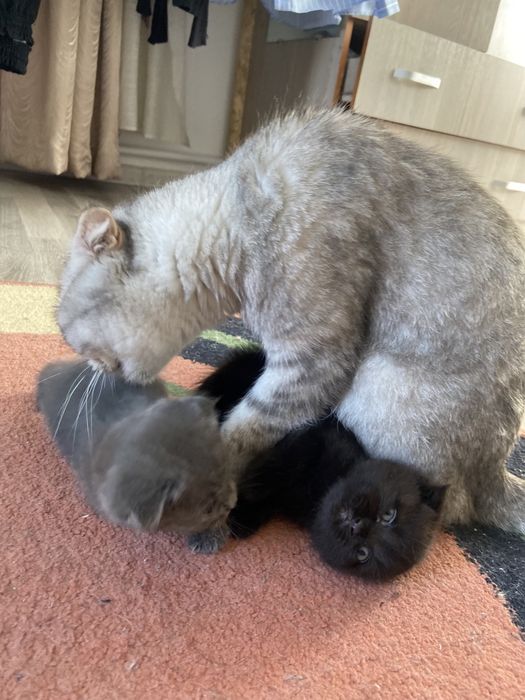 Продаются котята скотиш фолд