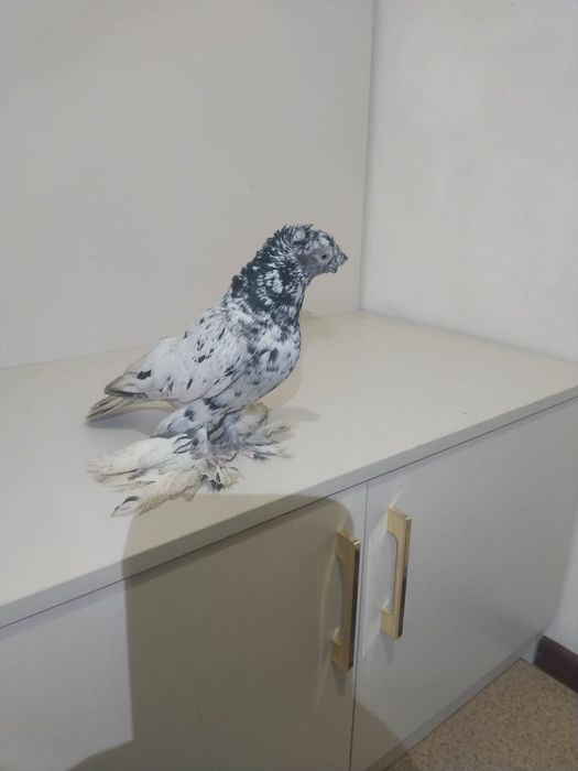 Голубы двухшубые