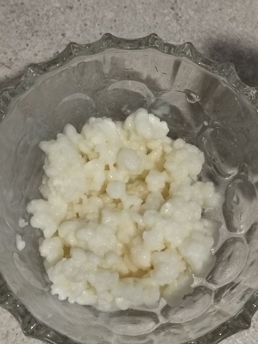 Vând doua  porții de ciuperca de kefir potrivită pentru 1,5 l lapte