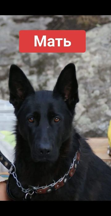 Продам щенков немецкой овчарки