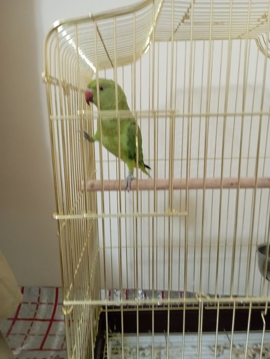 Ожереловый попугай сотилади