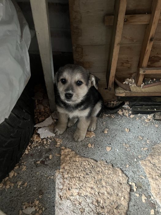 Отдам в хорошие руки