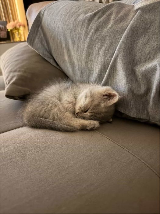 Британский котенок 1,5 мес