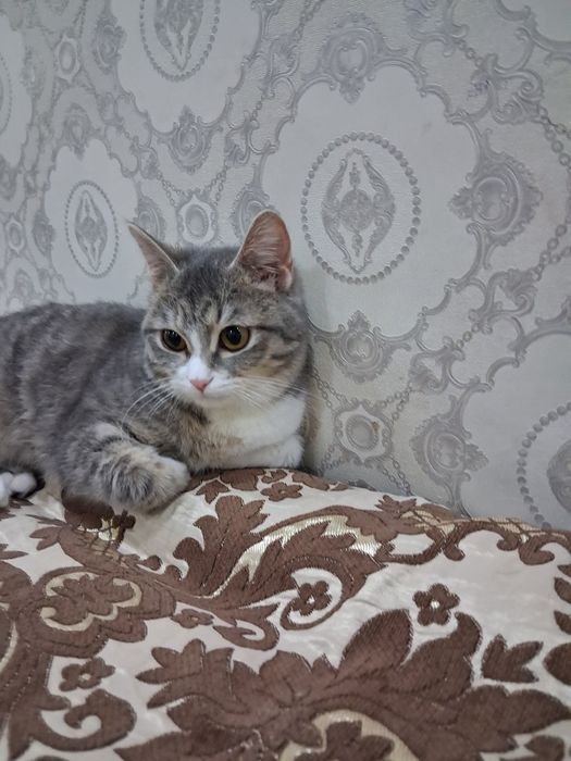 Продаем кошку в хорошие руки