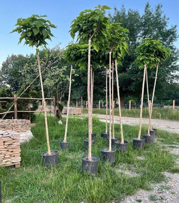 Catalpa copac ornamental frunze mari umbra rapida gradina