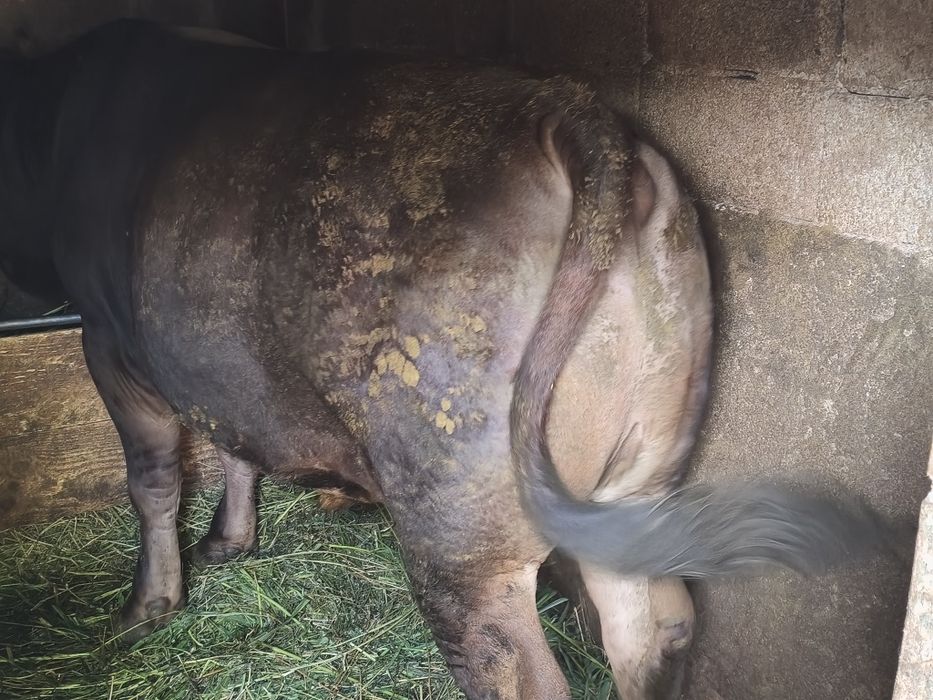 Taur de vânzare 800kg