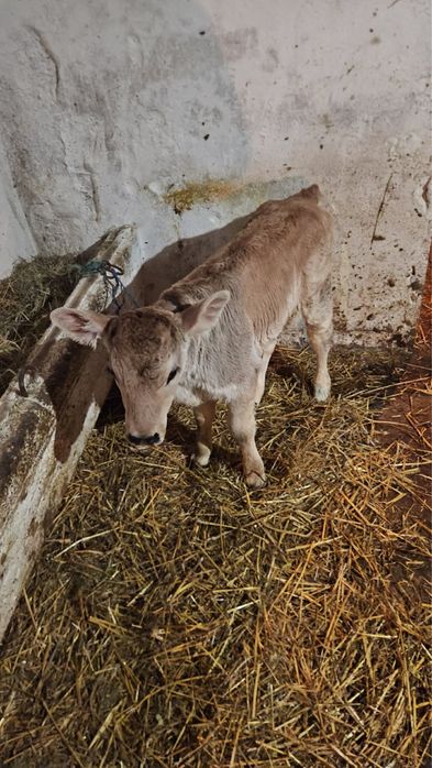 Vand viței înțarcat