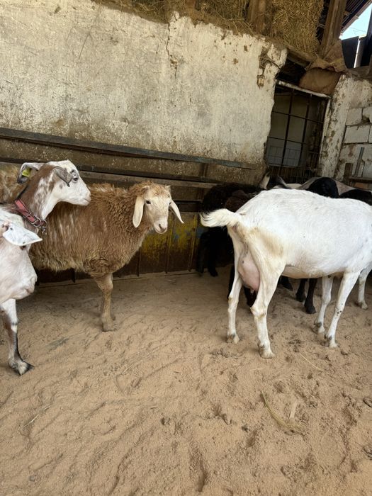 Баран Қой сатылады
