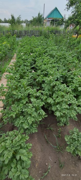 Продам ДАЧУ общество НАТУРАЛИСТ