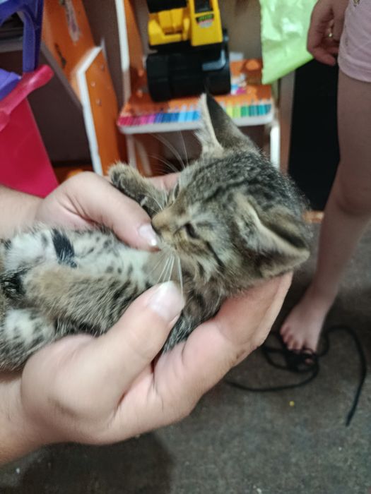 Срочно mushukchalarni Котята домашние бесплатно