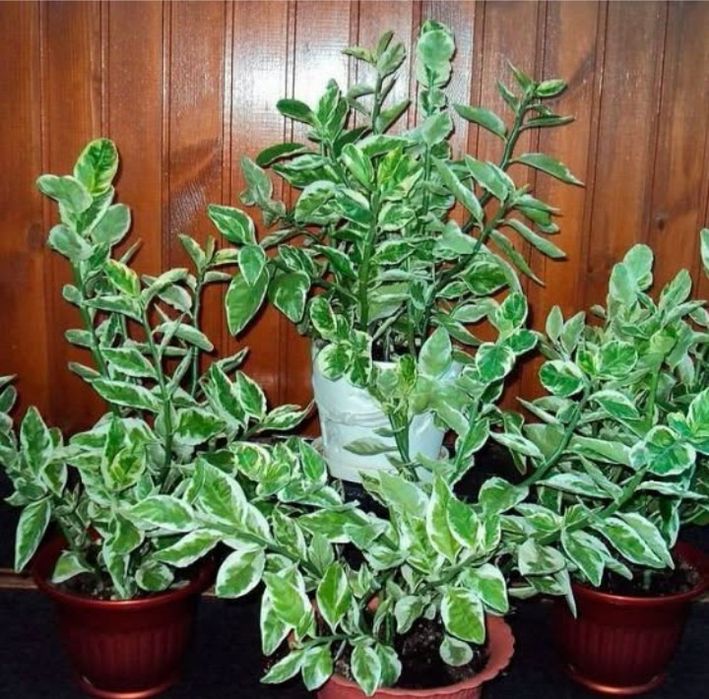 Комнатные цветы.