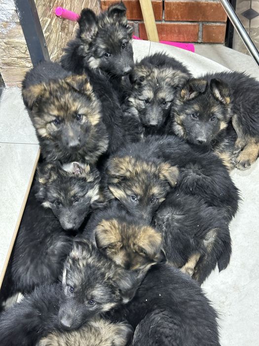 продаются щенки немецкой овчарки