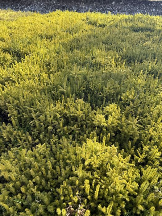 Puteti molid intra 10 si 25 cm