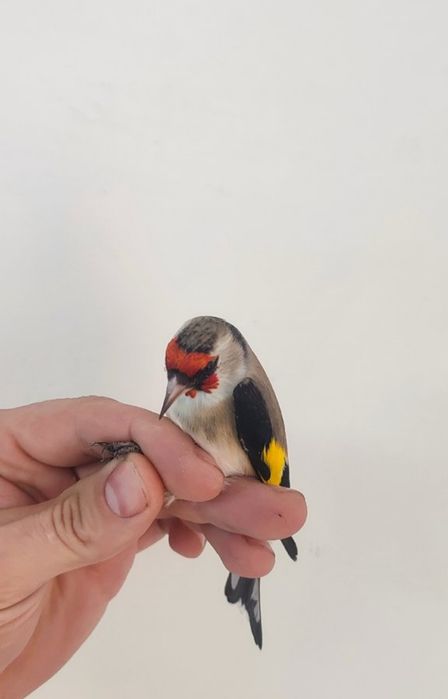 Продам щегла. Две недели как выдержанный