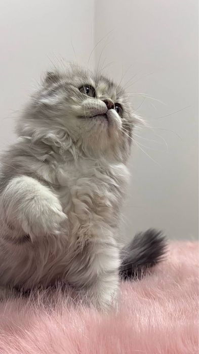 Скоттиш фолд и Скоттиш страйт