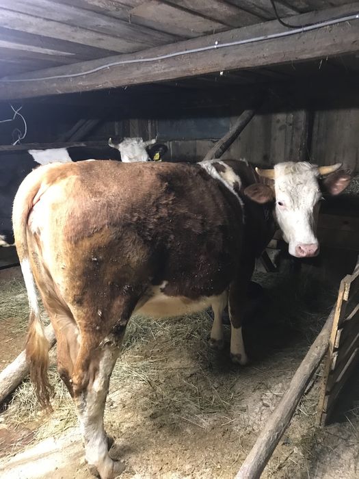 Vand vacă negociabil