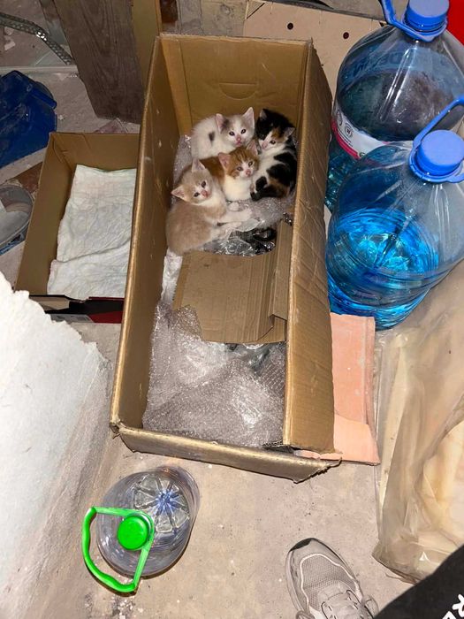 Подарявам котенца