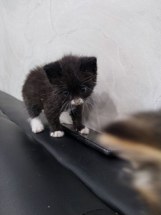 отдам котят, почти 2 месяца