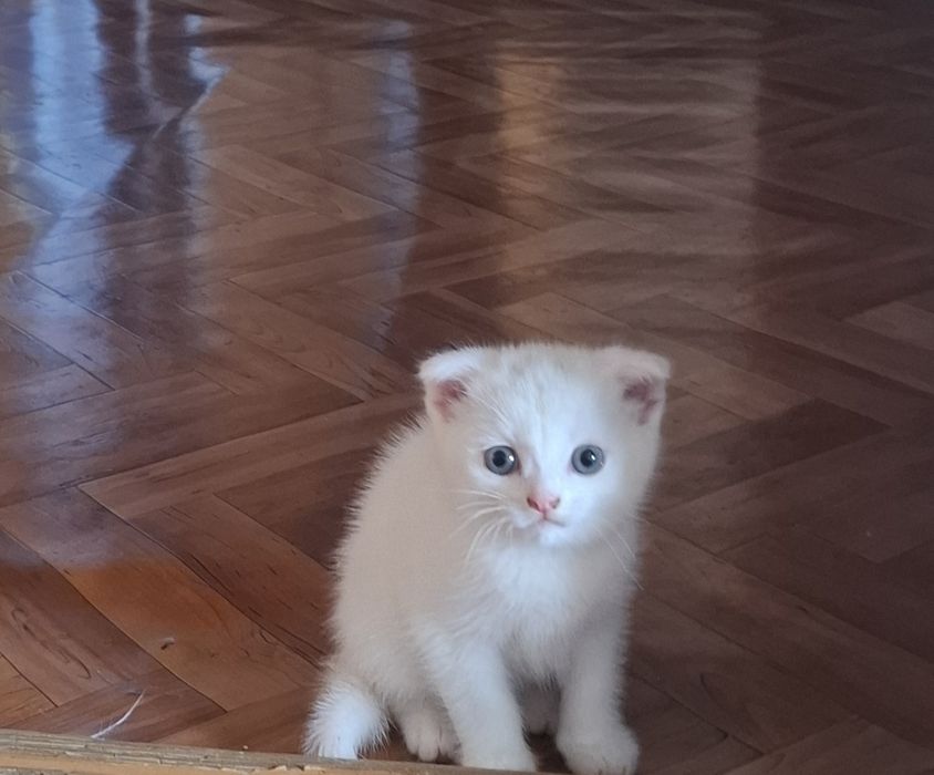 Животные. Животные