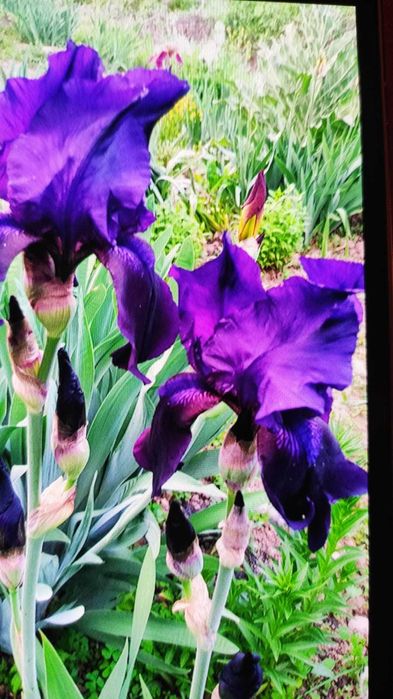 Продам разноцветные ирисы.