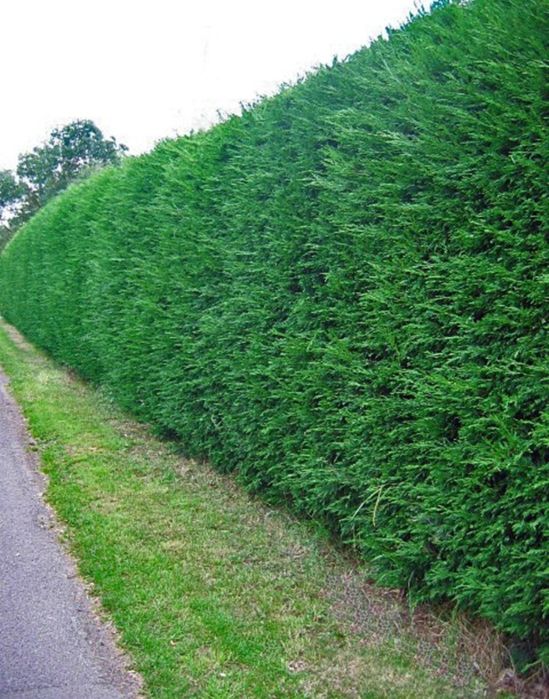 Арча кучатлар.  50cм дан 4 метргача