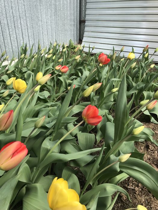 Тюльпаны букеты