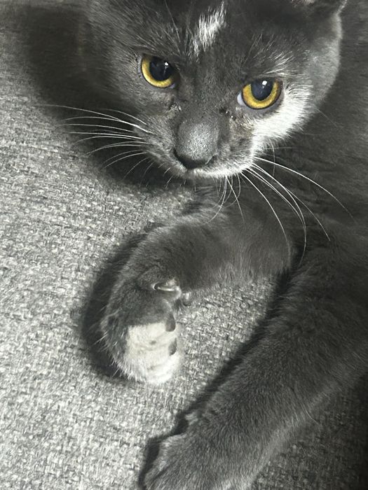Отдам котят бесплатно