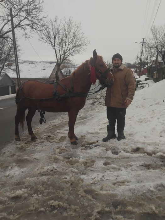 O iapa gustata in 5  luni