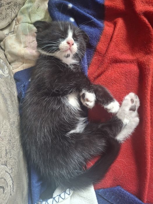 Отдам котят вислоухие