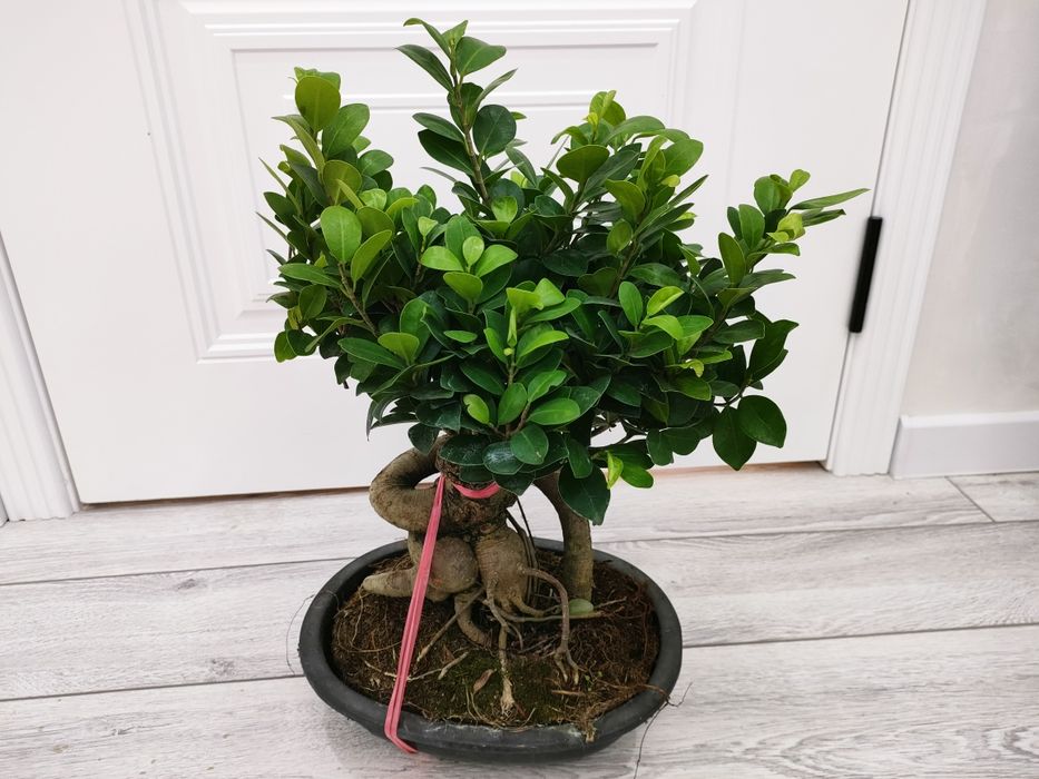 Комнатные растение, доставка