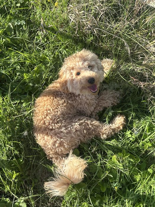 Собака Той пудель