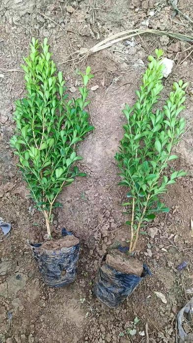 Бересклет сотилади