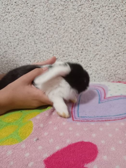 Iepuri pitici urgent