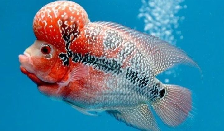 Флауэрхорн (Flowerhorn)