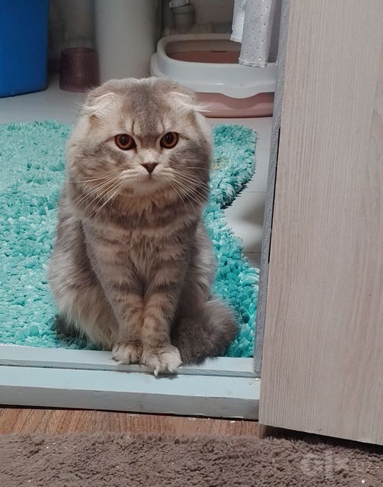 Милый шотландский вислоухий котик (хайленд-фолд)