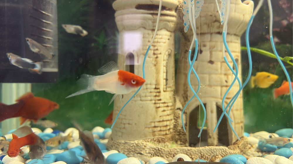 Продам рыбки водорослед селчаты, гуппи дракон,меченос.тернец.