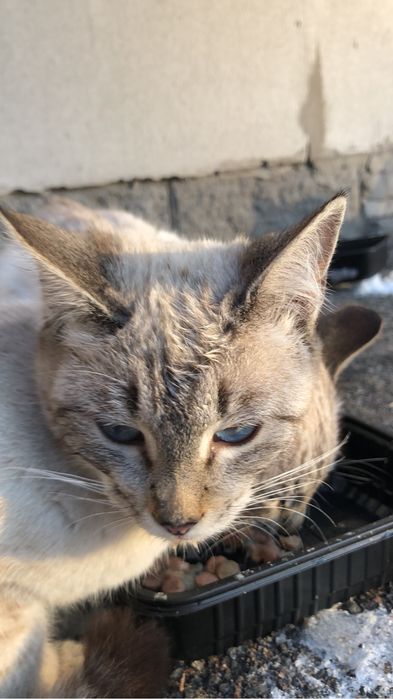 Котята, 6 месяцев