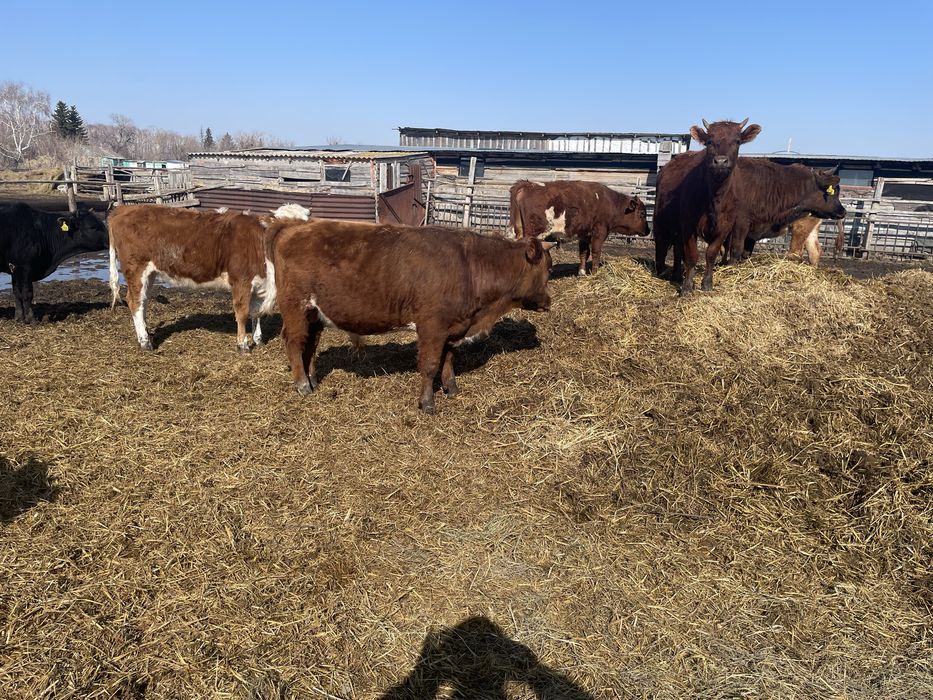 Продам 7 быков 6 телок с откорма