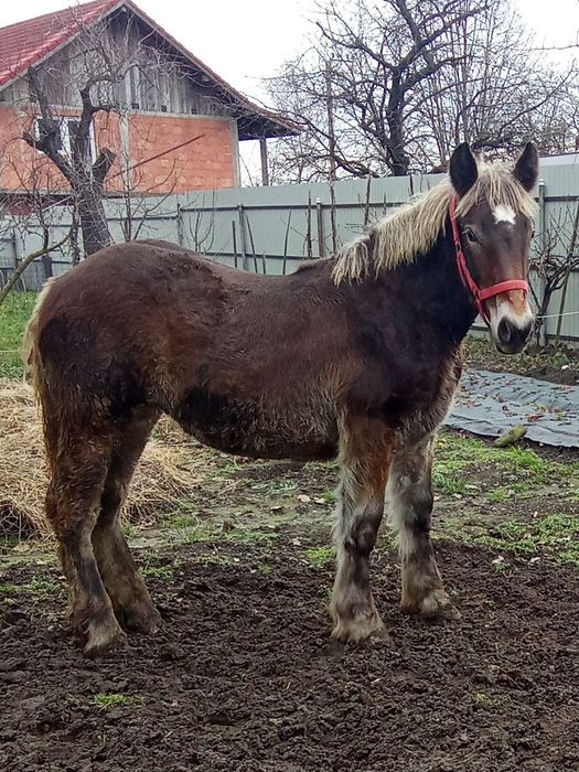 Vând mânză 8 luni foarte cuminte
