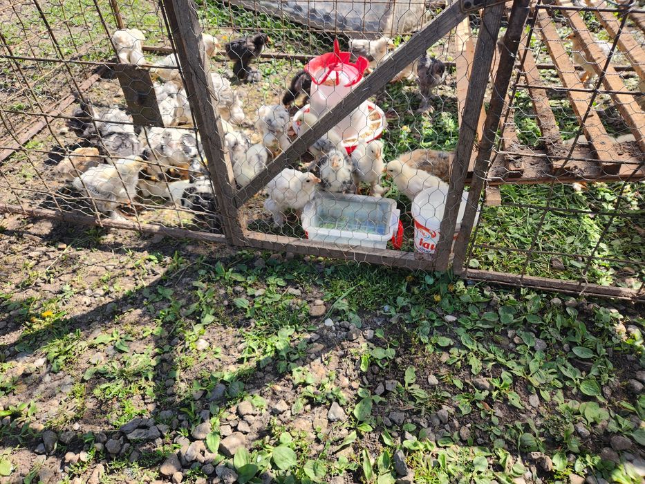 Pui BRAHMA dar si alte rase mai multe mărimi disponibile