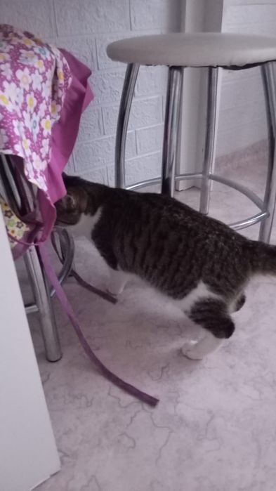 Кошка в добрые руки