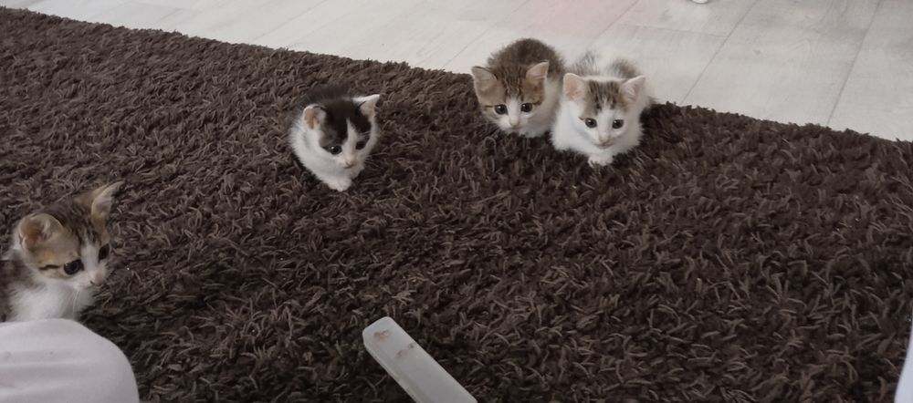 Отдам в добрые руки